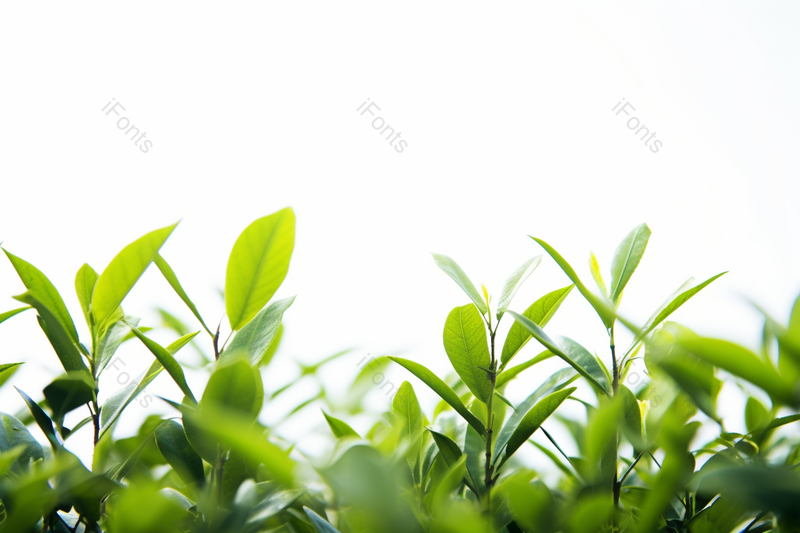 晴朗天空下正在努力生长发芽的茶树茶叶细叶冒尖,高清,摄影图,摄影图片,图片大全,摄影图免费下载